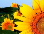Flowers wallpaper 124