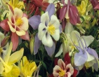 Flowers wallpaper 128