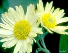 Flowers wallpaper 132