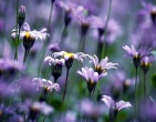 Flowers wallpaper 133