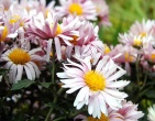Flowers wallpaper 135