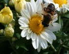 Flowers wallpaper 136