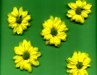 Flowers wallpaper 139