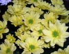 Flowers wallpaper 140