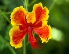 Flowers wallpaper 152