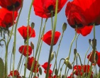 Flowers wallpaper 153