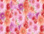 Flowers wallpaper 155