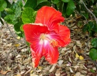 Flowers wallpaper 162