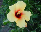 Flowers wallpaper 166