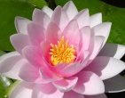Flowers wallpaper 177