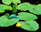Flowers wallpaper 181