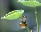 Nature wallpaper 059