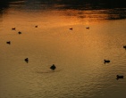 nature wallpaper 086