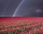 Nature wallpaper 126