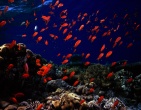 nature wallpaper 127