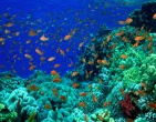 Nature wallpaper 145