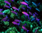 Nature wallpaper 157