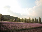 Nature wallpaper 216