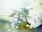 Spring 35