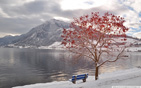 Bench_by_the_lake wallpaper