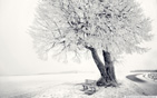 Bench_under_tree_winter wallpaper