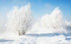 Frozen_bushes wallpaper