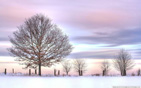trees_and_fence_winter wallpaper