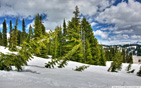 Winter_forest_broken_trees wallpaper